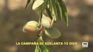 La campaña de almendra se adelanta 15 días - 11/08/2026