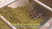 Inquietud en los secanos, mermas de hasta el 30 % en varietales - 14/08/2026