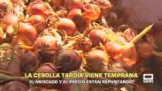 La cebolla tardía viene temprana - 19/08/2026