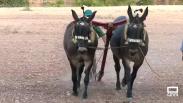 Concursos de arada con mulas y lanzamiento de azadón en Campo de Criptana