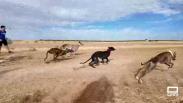 25 galgos han participado en la tradicional carrera de Santa Cruz de la Zarza