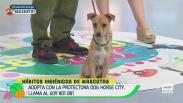Hábitos higiénicos de mascotas