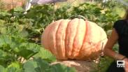 Calabazas XXL en Marchamalo