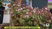Plantas de exterior con flor resistente