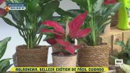 Aglaonema. Belleza exótica de fácil cuidado
