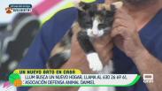 Un nuevo gato en casa