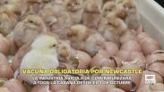 Vacuna obligatoria por Newcastle - 17/09/2026