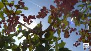 Recogida de pistacho en La Mancha Toledana