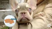 Cómo actuar a la hora de adoptar un perro