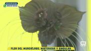 Flor del murciélago, misteriosa y singular