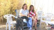 Vito: El galgo del Arca de Noé que enamora a todos y busca familia