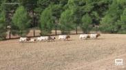 Vivimos la trashumancia por el embalse del Talave