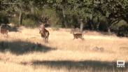 Comienza el otoño y con él , la berrea