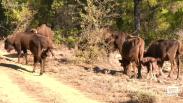 Nace el primer bisonte en El Recuenco