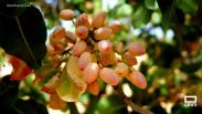 Recogemos pistachos en Villamalea