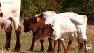 Conocemos las vacas berrendas de la finca "La Morera"