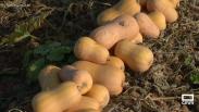 Recogemos calabaza en Llanos del Caudillo