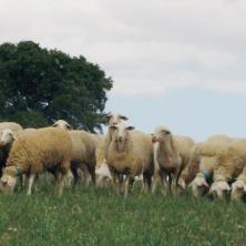 ¿Tenemos copia de seguridad de la oveja manchega?, en Investiga que no es poco