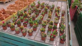 Espacio recopilatorio de etas naturales.