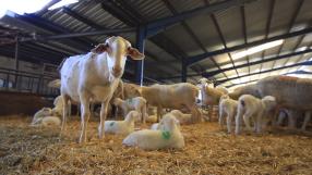 Medidas para la preservación de la raza ovina manchega
