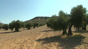 Mosca y prays en el cultivo del olivo