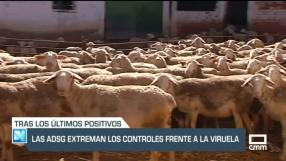 Se extreman los controles frente a la viruela ovina - 31/01/23