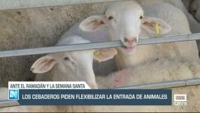 Los cebaderos piden flexibilizar la entrada de animales - 14/03/23