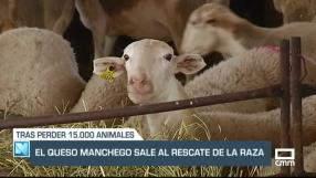 El queso manchego sale al rescate de la raza golpeada por la viruela - 15/03/23
