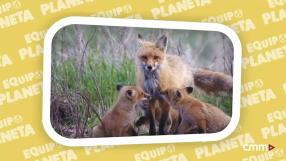 Equipo Planeta: El zorro y el peligroso cepo - Programa 7