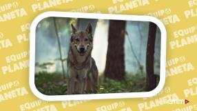 Equipo Planeta: el Lobo - Programa 9