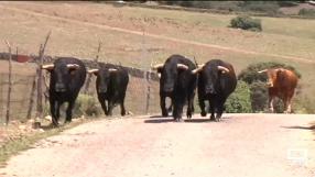 Tiempo de toros (22/07/2023)