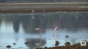 Castilla-La Mancha: Paraíso Ornitológico