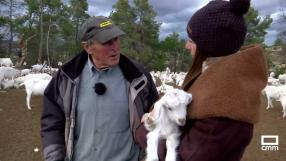 Un día con Ramón, pastor de cabra celtibérica blanca en la Sierra del Segura