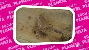 Equipo Planeta: el cangrejo de patas blancas - Programa 21
