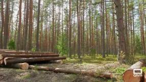Equipo Planeta: la importancia de la reforestación de los bosques - Programa 28