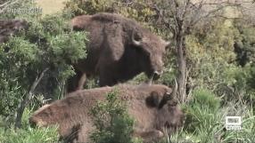 Villarrubia de los Ojos, nuevo hogar del bisonte europeo