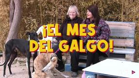 Febrero es el mes del galgo por un motivo: la alta cantidad de abandonos que se producen.
​Con el fin de la temporada de caza, los galgos que no han cumplido las expectativas o que ya son mayores son desechados y, muchos de ellos, son abandonados en el campo o en las protectoras de animales, desde donde piden adopciones para estos perros.

No compres. No abandones. Acoge. Adopta Es un mensaje de Castilla-La Mancha Media y el Arca de Noé de Albacete.​