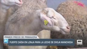 Fuerte caída en lonja para la leche de oveja manchega - 21/03/25