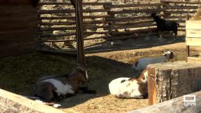 Puy Du Fou, inaugura nueva temporada
