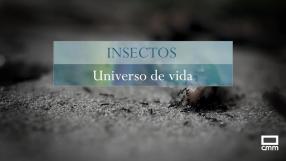 INSECTOS: universo de vida
