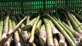 El espárrago verde de Guadalajara, un sabor único
