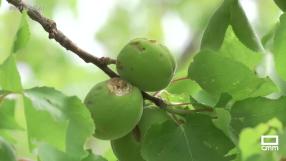 El pedrisco arruina su campaña de la fruta