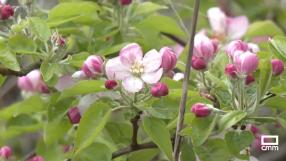 En Yunquera está en floración la colza y los árboles frutales