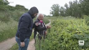 Conocemos el lúpulo de Cerezo de Mohernando