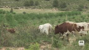 Encierros por el campo en Alcadozo, en el Día de su patrón