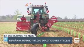 España ha perdido 187.000 hectáreas explotaciones vitivinícolas - 16/05/25