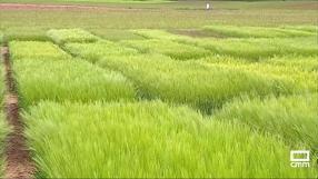 Conocemos la investigación agroforestal