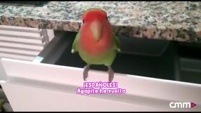 ¿Qué fue de Agapita, el agapornis perdido en Albacete en 2019?