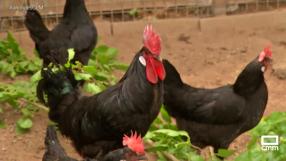 Conocemos la historia de la raza de gallinas "Negra Castellana"