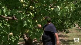 La cosecha de albaricoque de Hellín mermada por el granizo